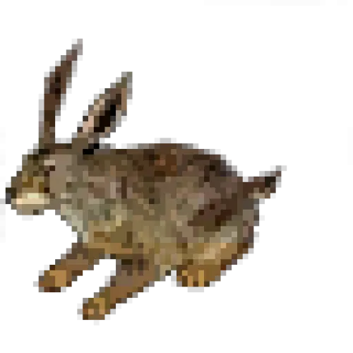 Brown Rabbit