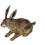 Brown Rabbit